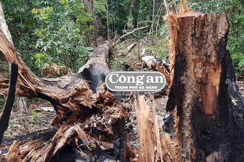 Lạ lùng chuyện hai 'cụ hương' trăm tuổi bị bức tử
