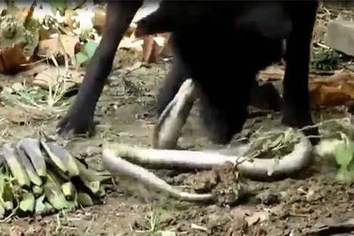 CLIP: Đi vào nhà dân, rắn hổ mang bị chó nhà 'xử đẹp'