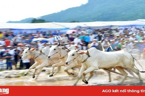 Sôi nổi Hội đua bò Bảy Núi tranh Cúp Truyền hình An Giang lần thứ 26 năm 2019