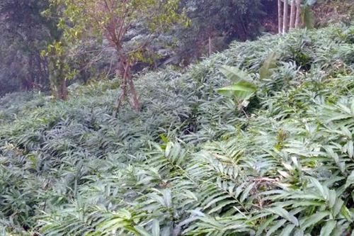 Xã Phìn Ngan thu gần 20 tỷ đồng từ cây sa nhân tím