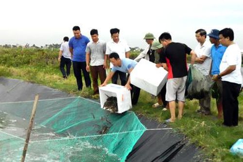 Từ mô hình nuôi tôm sú thâm canh