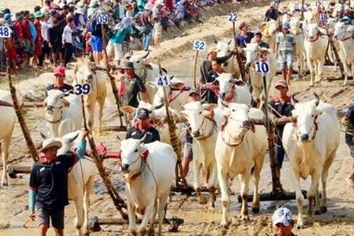 30 nghìn khán giả cổ vũ Hội đua bò Bảy Núi