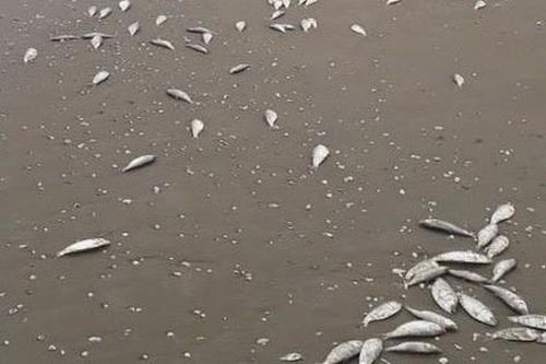Hàng tấn cá chết trắng kéo dài... 4km trôi dạt dọc bờ biển Hà Tĩnh