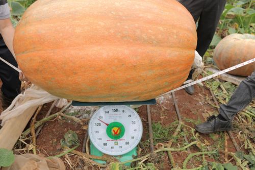 Quả bí ngô to nhất Việt Nam nặng hơn 120 kg