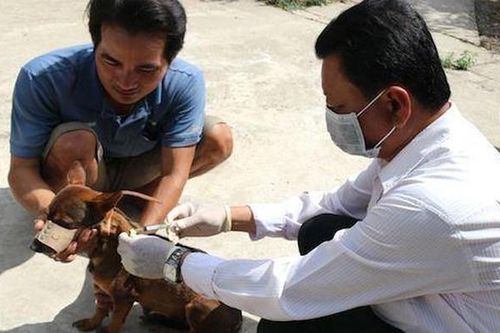 54 người chết vì bệnh dại trong 9 tháng đầu năm