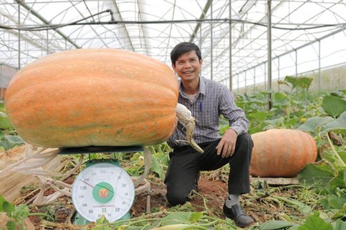 Kỳ lạ, quả bí ngô hơn 1 tạ, quả sầu riêng hơn 1 tỷ
