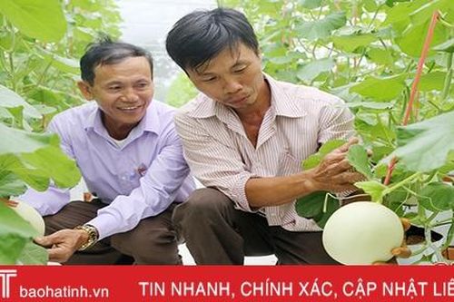 Nông dân Hà Tĩnh 'chơi lớn', đầu tư gần nửa tỷ trồng dưa theo công nghệ Hà Lan