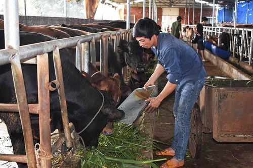 Nuôi bò lai tại huyện Ia Grai cho thu nhập khá
