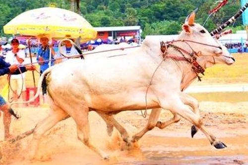 Mãn nhãn với những pha bức tốc tại Hội đua bò Bảy Núi