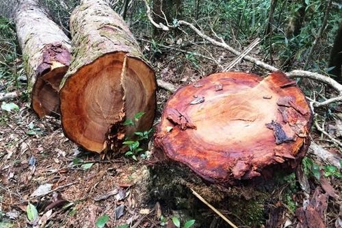 Kon Tum: Rừng Kon Plông tiếp tục bị phá