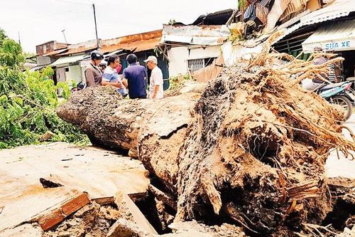 Chọn cây xanh đô thị phù hợp