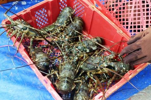 Phú Yên: Thị trường Trung Quốc 'chê' tôm hùm, ngư dân lao đao