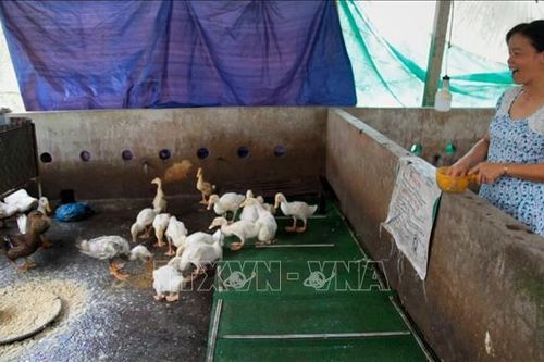 Kiên Giang: Chuyển đổi vật nuôi sau ảnh hưởng của dịch tả lợn châu Phi