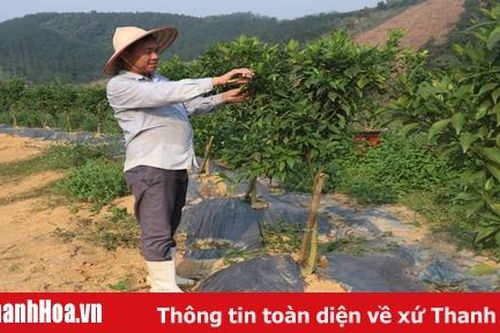 Hiệu quả thực hiện tái cơ cấu nông nghiệp ở huyện Như Xuân