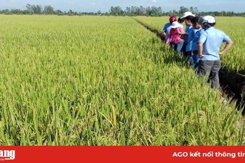 Khi hợp tác xã kết nối cùng doanh nghiệp