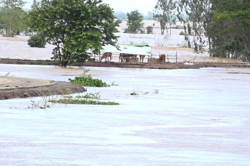 Bảo vệ đàn vật nuôi, thủy sản nuôi trong mùa nước nổi