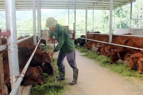 Xây dựng nông thôn mới ở Trì Quang: Chỉ có quyết tâm là chưa đủ !