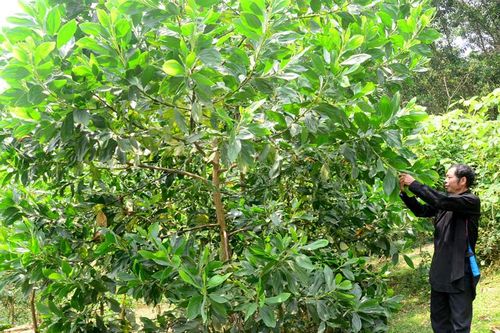 7 tỷ đồng hỗ trợ giống cây lâm nghiệp chất lượng cao