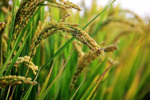 USDA dự báo sản lượng gạo toàn cầu niên vụ 2019/2020 giảm mạnh