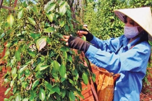 Hồ tiêu Việt vẫn có tiềm năng lớn