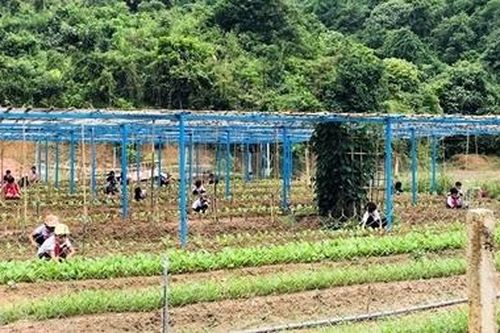 Trồng rau, nuôi lợn cải thiện bữa ăn cho học sinh miền núi Quảng Nam