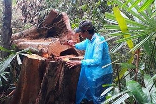Phản hồi vụ phá rừng Trà Nú