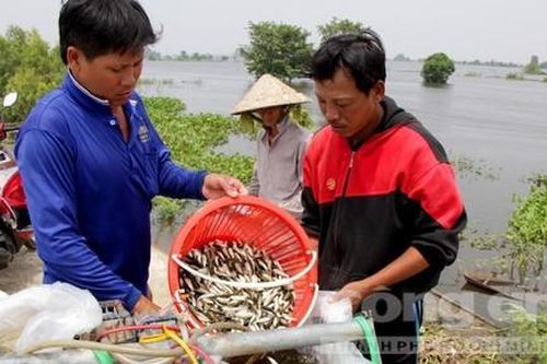 Đặc sản mùa lũ hút hàng, dân biên giới 'xuất ngoại' đánh bắt
