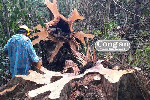 Tiếp tục điều tra vụ phá rừng tự nhiên tại Bắc Trà My