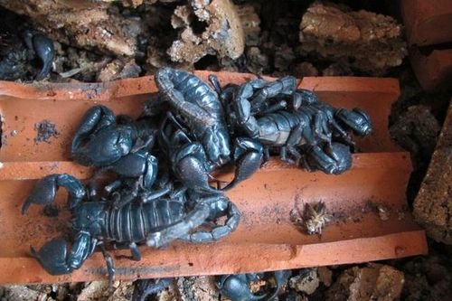 500 nghìn/kg bọ cạp, chị em không tiếc 'săn lùng' làm món nhậu đãi chồng
