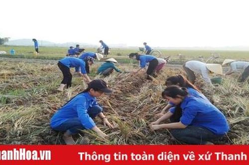 Thanh niên Triệu Sơn giúp nhân dân sản xuất vụ đông