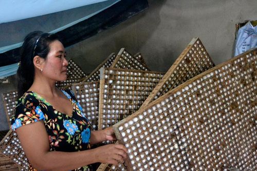Buôn K'Ho trù phú từ cây dâu con tằm