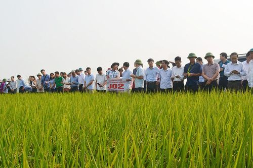 Hiệu quả mô hình liên kết sản xuất lúa chất lượng cao theo chuỗi