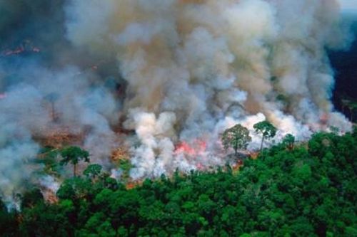 Thế giới Thế giới Nhật Bản, JICA hợp tác phát triển hệ thống AI để bảo vệ rừng nhiệt đới Amazon