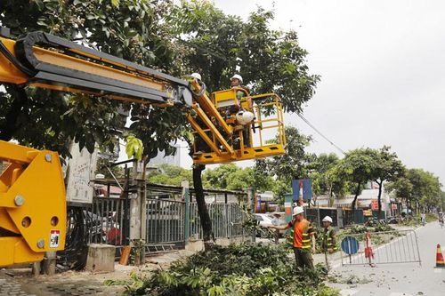 Giảm nỗi lo cây xanh gãy, đổ