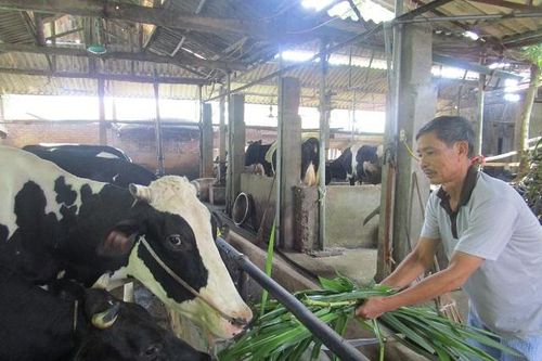 Gỡ khó cho chăn nuôi bò sữa ở Minh Châu