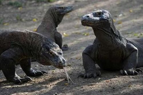 Indonesia tăng phí tham quan nhằm giới hạn du khách tới đảo Komodo
