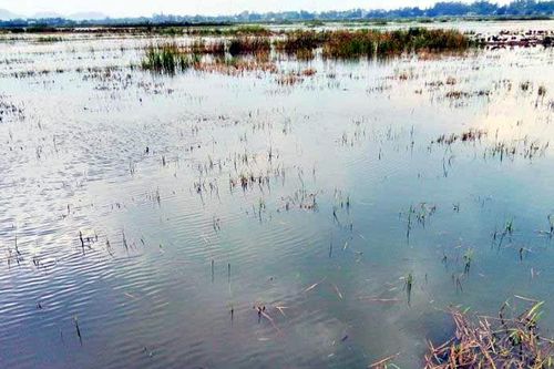 Nông dân gặp khó vì ruộng đồng ngập úng