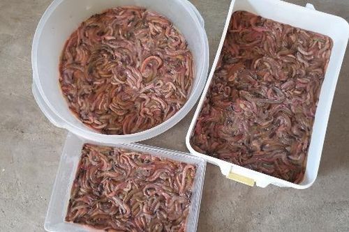 Gần một triệu đồng/kg rươi, chị em Hà Thành 'lùng sục' mua
