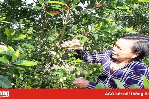 Cà na mùa nước nổi cạnh tranh với cà na Thái