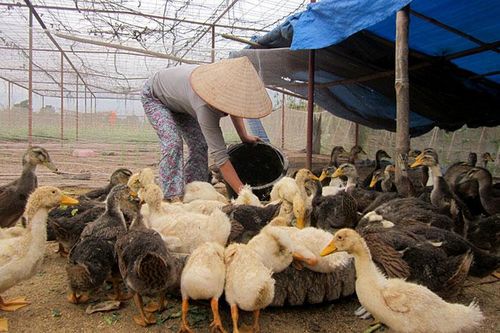 Chuyển hướng chăn nuôi gia cầm khi dịch tả lợn châu Phi tái phát