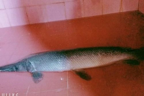 Giăng lưới bắt được cá sấu hỏa tiễn nặng hơn 7kg
