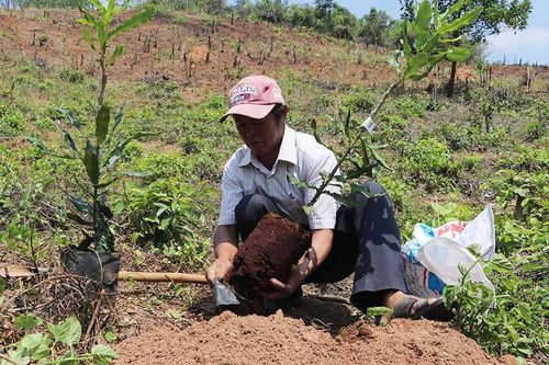 Cây mắc ca 'bén đất' Kbang