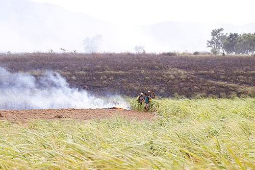Đề xuất hỗ trợ người trồng mía