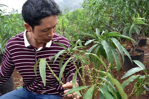 Đột biến màu hoa đào thất thốn