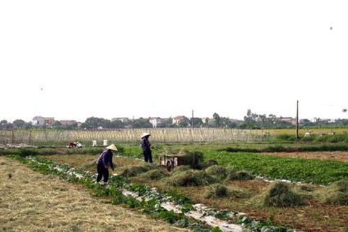 Giải pháp nâng cao giá trị sản xuất cây vụ đông ở Khánh Hải