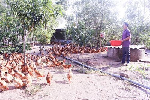 Nỗ lực đưa thương hiệu gà Cùa vươn xa