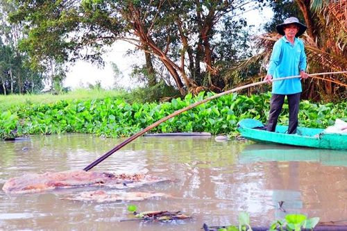 Kiên quyết ngăn chặn tình trạng vứt xác heo chết xuống sông