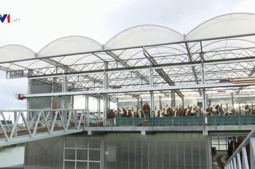 Trang trại bò nổi: Tương lai của ngành nông nghiệp
