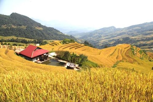 Mùa vàng trên dải Tây Côn Lĩnh