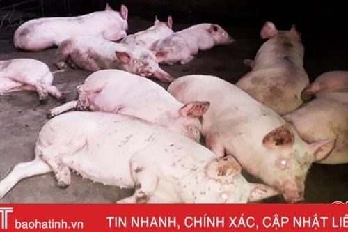 Hơn 10 tỷ đồng vốn vay chăn nuôi lợn ở Hà Tĩnh được cơ cấu lại thời gian trả nợ